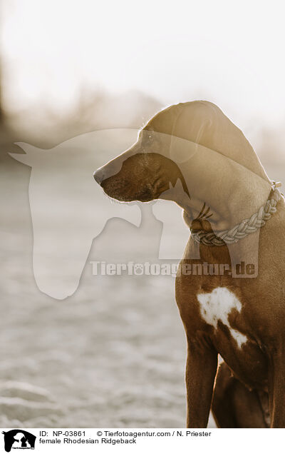 Rhodesian Ridgeback Hndin / female Rhodesian Ridgeback / NP-03861