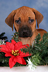 Rhodesian Ridgeback puppy at christmas