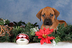 Rhodesian Ridgeback puppy at christmas