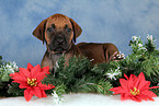 Rhodesian Ridgeback puppy at christmas