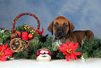 Rhodesian Ridgeback puppy at christmas