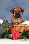 Rhodesian Ridgeback puppy at christmas