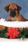 Rhodesian Ridgeback puppy at christmas