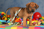 Rhodesian Ridgeback Puppy