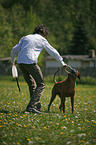Rhodesian Ridgeback