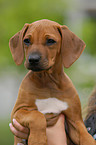 Rhodesian Ridgeback puppy