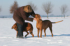 woman with Rhodesian Ridgebacks in the snow
