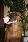 deworming