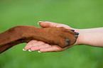 Rhodesian Ridgeback
