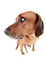 sitting Rhodesian Ridgeback