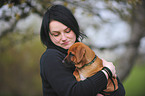 Rhodesian Ridgeback Puppy