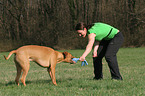 playing Rhodesian Ridgeback