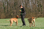woman with Rhodesian Ridgebacks