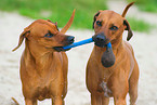 playing Rhodesian Ridgeback
