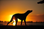 Rhodesian Ridgeback