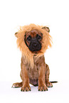 Rhodesian Ridgeback Puppy