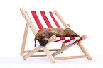 Rhodesian Ridgeback Puppy
