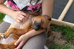 Rhodesian Ridgeback Puppy