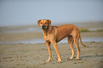 Rhodesian Ridgeback