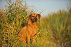 sitting Rhodesian Ridgeback