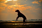 jumping Rhodesian Ridgeback