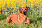 lying Rhodesian Ridgeback