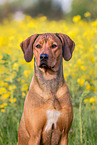 lying Rhodesian Ridgeback