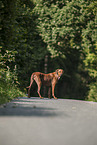 Rhodesian Ridgeback