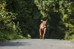 running Rhodesian Ridgeback