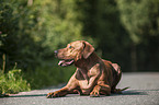 lying Rhodesian Ridgeback