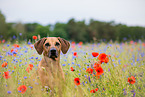 Rhodesian Ridgeback Portrait
