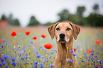 Rhodesian Ridgeback Portrait