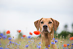 Rhodesian Ridgeback Portrait
