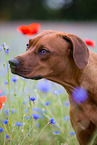 Rhodesian Ridgeback Portrait