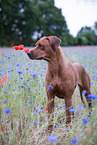 Rhodesian Ridgeback