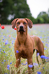 Rhodesian Ridgeback