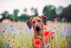 Rhodesian Ridgeback Portrait