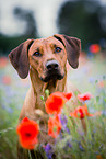 Rhodesian Ridgeback Portrait