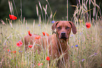 Rhodesian Ridgeback