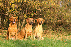 3 dogs