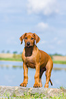 Rhodesian Ridgeback Puppy