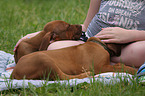 Rhodesian Ridgeback Puppies