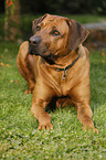lying Rhodesian Ridgeback