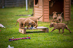 Rhodesian Ridgeback Puppies
