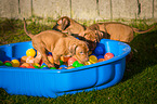 Rhodesian Ridgeback Puppies