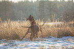 2 Rhodesian Ridgebacks