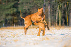 Rhodesian Ridgebacks