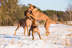 Rhodesian Ridgebacks