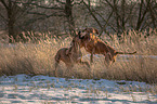 2 Rhodesian Ridgebacks