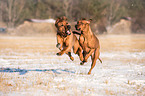 2 Rhodesian Ridgebacks